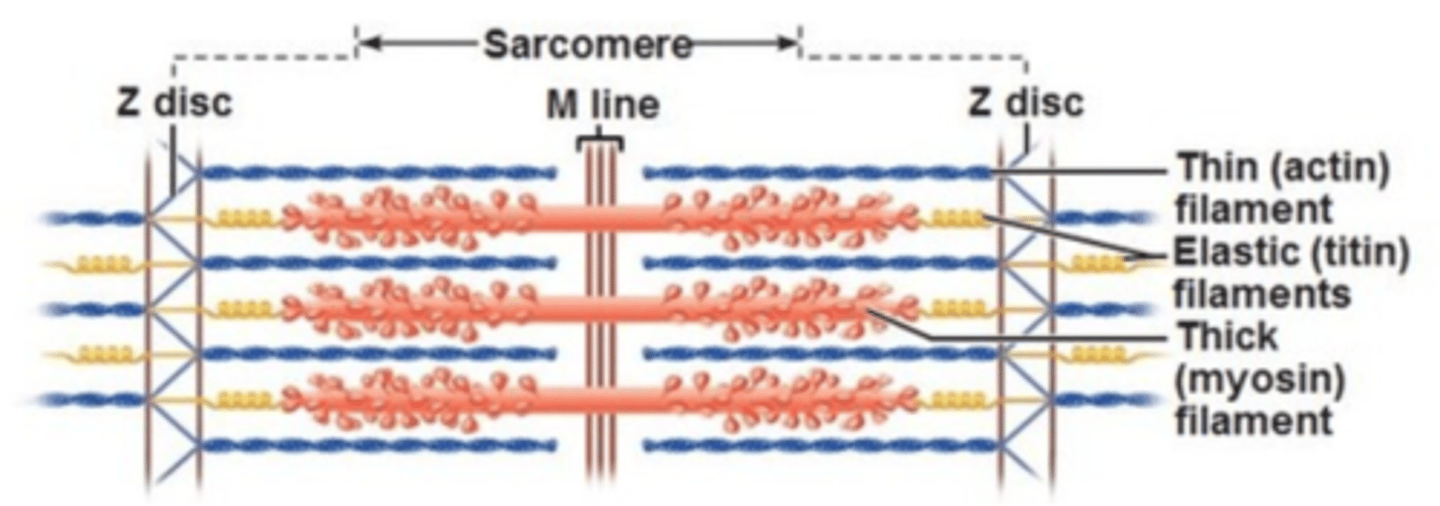 <p>The functional unit of muscle that produces muscular contraction and consists of repeating sections of actin and myosin.</p>