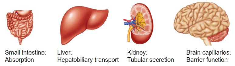 <ul><li><p>some are located throughout the body (ubiquitous) and others have specific tissue expression</p></li><li><p>commonly found in enterocytes, hepatocytes, renal tubular cells and BBB epithelial cells</p></li><li><p>small intestine: absorption</p></li><li><p>liver: hepatobiliary transport</p></li><li><p>Kidney: tubular secretion</p></li><li><p>Brain capillaries: brain function</p></li></ul>