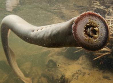<p>Give the common and scientific name of this animal.</p>