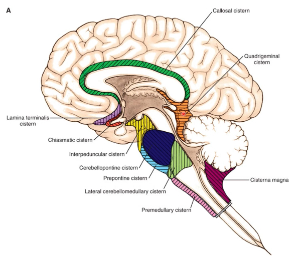 <p>areas of subarachnoid space that surround brainstem, cerebellum, medial brain</p><p>1st area: basal cistern, cisterna magna (receives CSF that leaves 4th ventricle)</p><p>continuous with subarachnoid space of spinal cord and lateral convexities of the brain</p><p>moves in a superior direction into superior sagittal sinus from arachnoid villi</p>