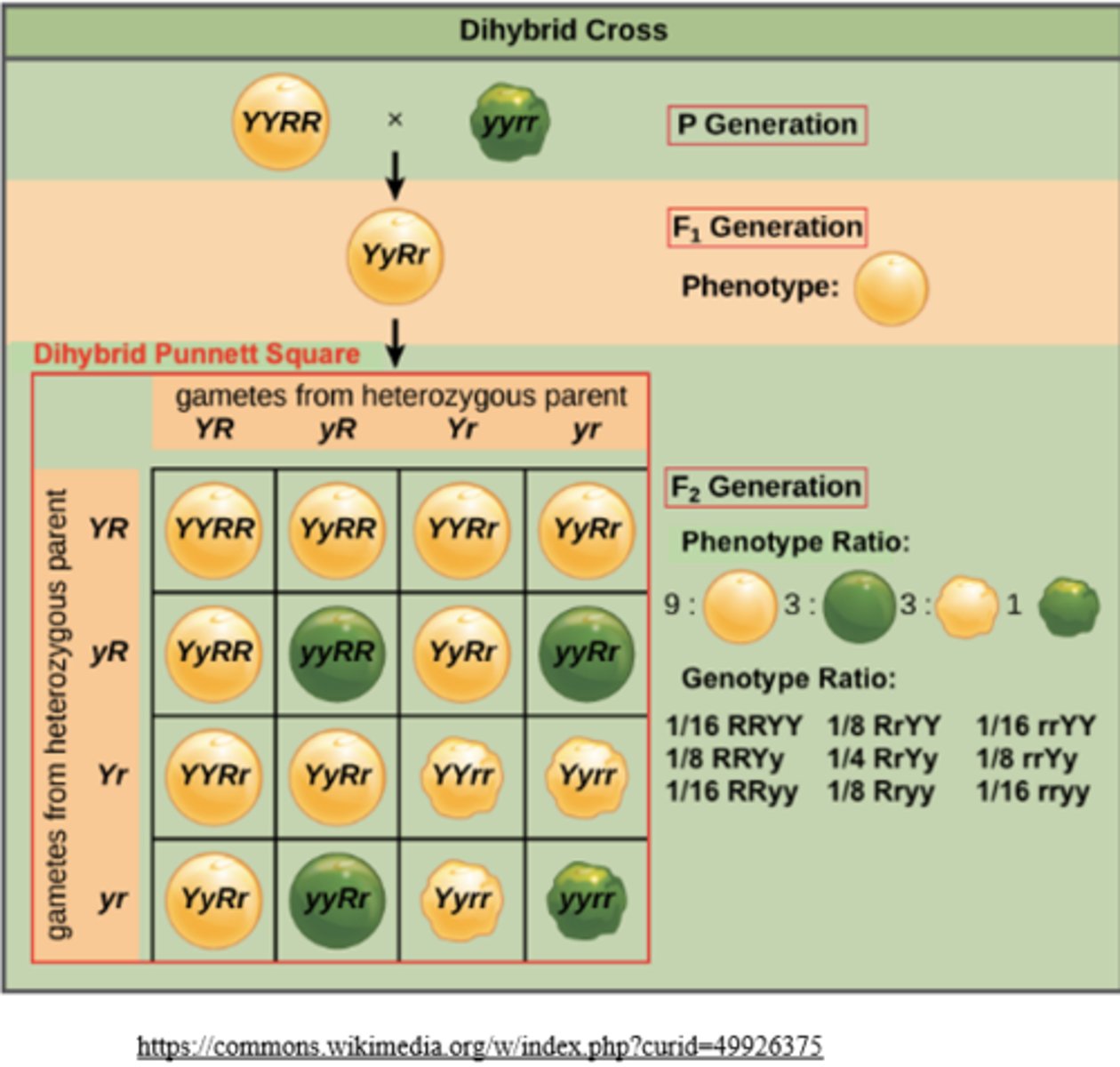 <p>heterozygous; 2</p>