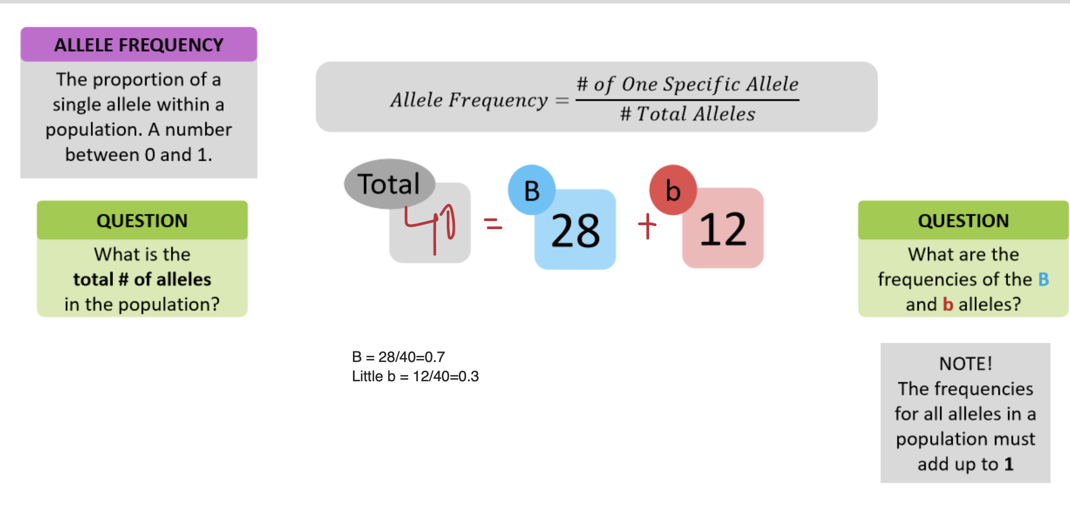 <p>The proportion of a single allele within a population. </p><ul><li><p>number between 0 and 1</p></li><li><p><strong>Calculated using the formula: # of copies of allele / # total alleles </strong></p></li></ul><p></p>