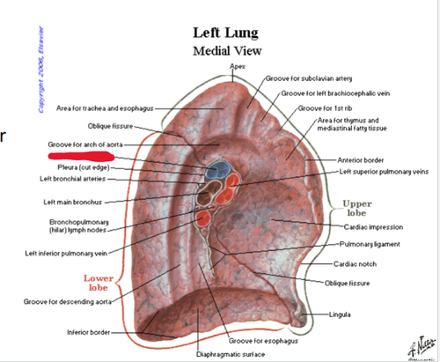 knowt flashcard image