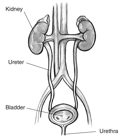 <p>The main functions are the elimination of excess water, salts and waste products and<mark data-color="yellow" style="background-color: yellow; color: inherit"> control of pH. The urinary system includes kidneys, ureter, bladder and urethra</mark></p>