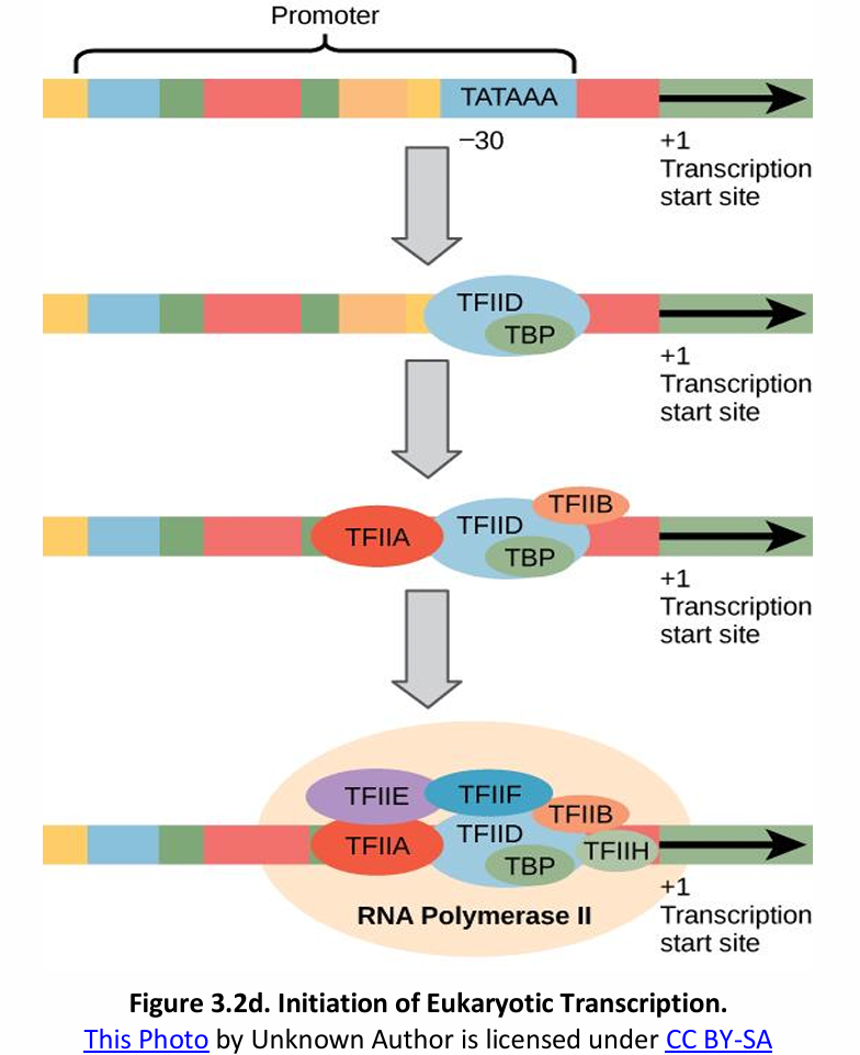 <p><strong>Initiation of Transcription in Prokaryotes vs. Eukaryotes</strong><br>In eukaryotes, TFs + RNAP II = _________.</p>