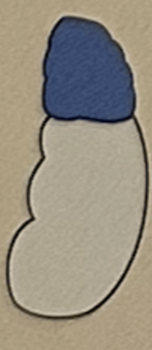 <p>Adrenal glands (suprarenal glands)</p>