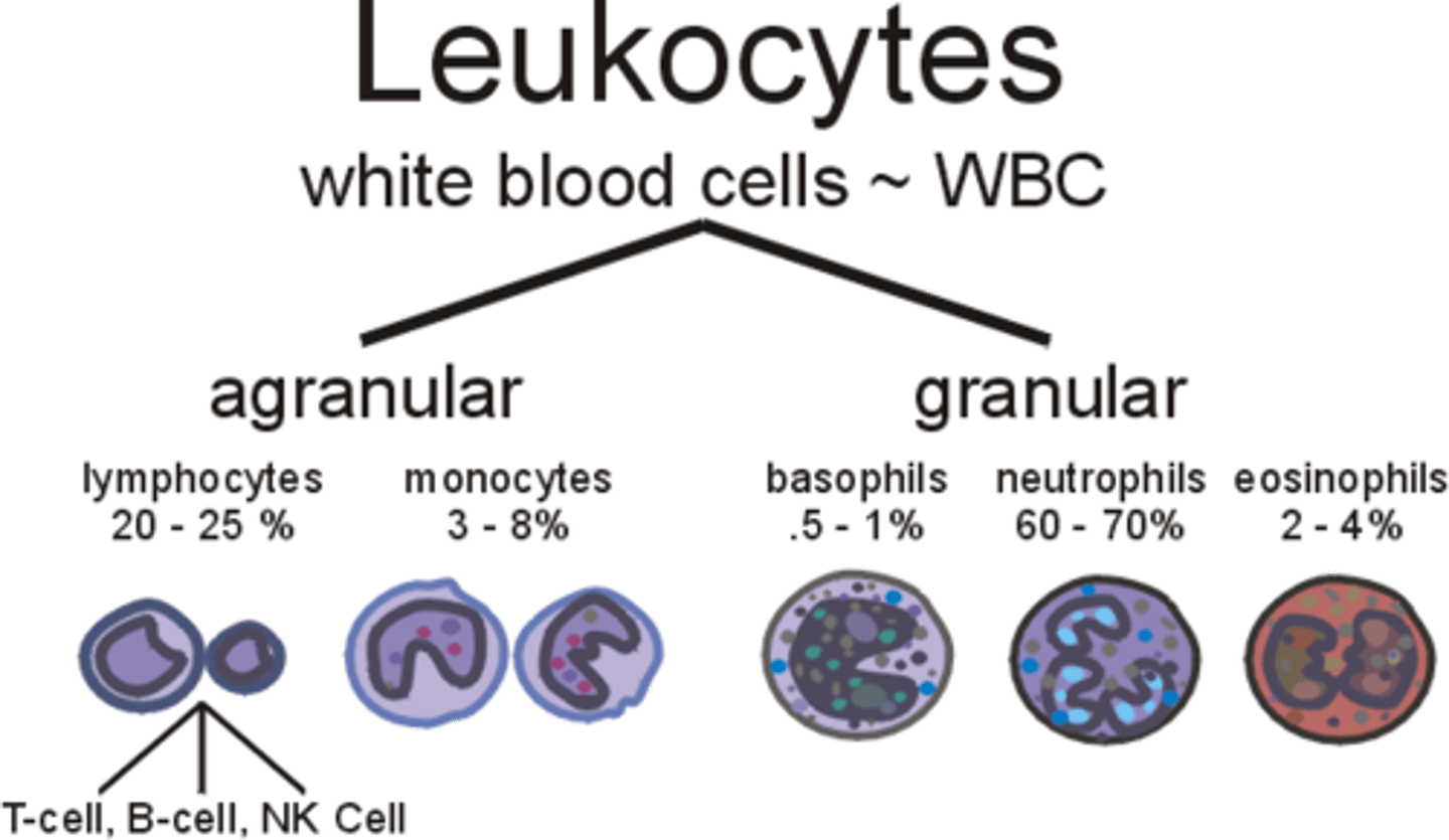 <p>A group of leukocytes containing granules in their cytoplasm; neutrophils, eosinophils, basophils.</p>
