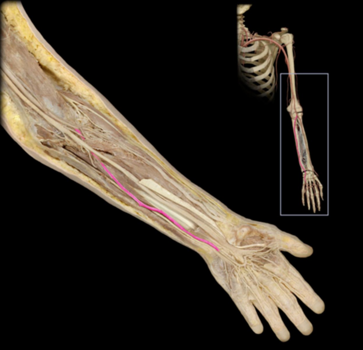 knowt flashcard image
