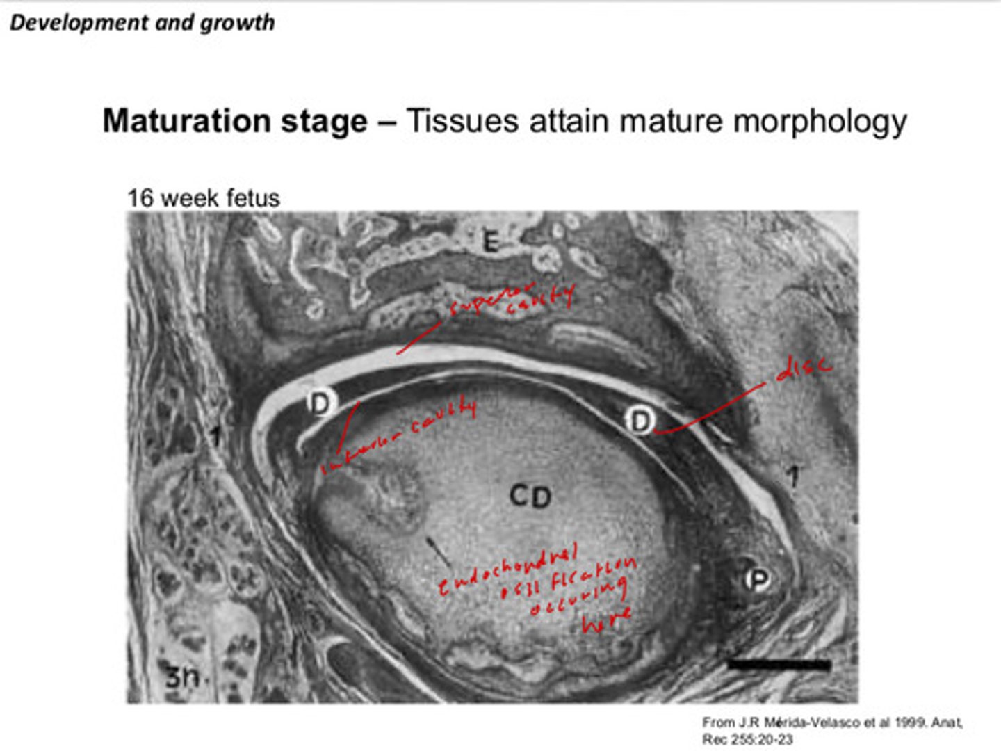 <p>tissues attain mature morphology</p>