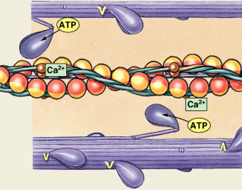 <p>Which step of the contraction cycle is:</p><ul><li><p>Detachment of cross-bridges</p></li></ul><p></p>