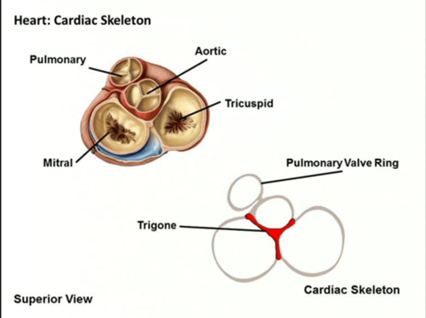 <p>fibrous rings that hold the heart open and provide a substrate for cardiac muscle contraction</p><p>rings surround valves and pulmonary orifices (openings)</p>