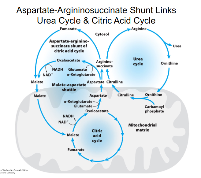 <p>Aspartate-Argininosuccinate Shunt Links Urea Cycle and Citric Acid Cycle</p>