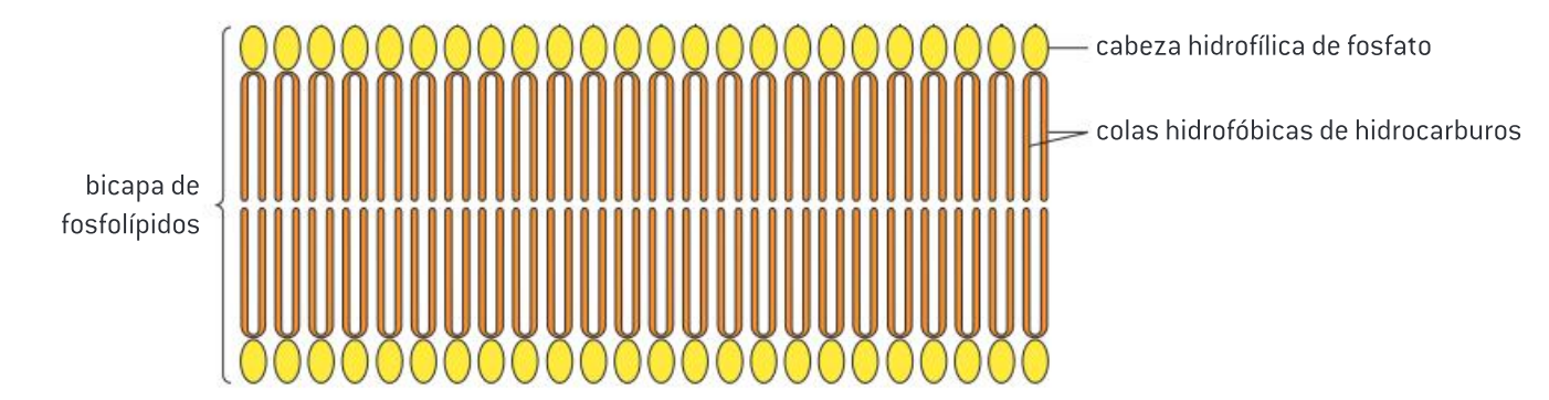 <p><span style="background-color: transparent;">Los fosfolípidos forman bicapas en el agua debido a las propiedades anfipáticas de las moléculas de fosfolípidos. Algunas sustancias son atraídas por el agua y se llaman hidrofílicas, Otras sustancias no son atraídas por el agua y se llaman hidrofóbicas.</span></p>