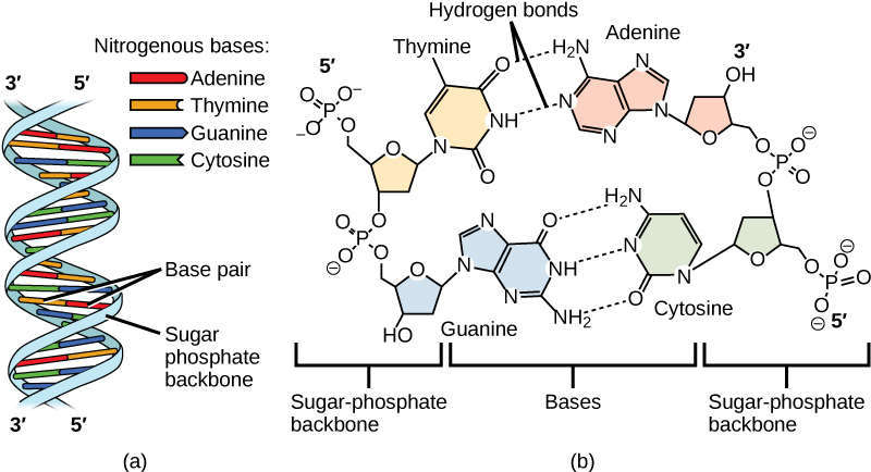 <p><span style="background-color: transparent;">Why do we say DNA strands run antiparallel?</span></p>