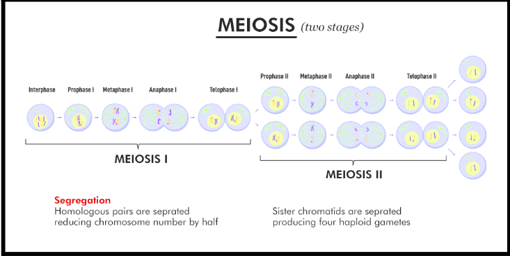 <p>What is the acronym for the process of Mitosis (and Meiosis)?</p>