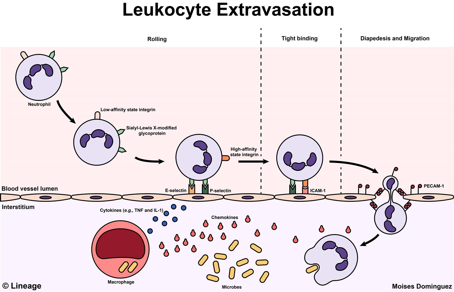 <ul><li><p><span>les interactions sélectines/ligands sont <strong>assez fortes</strong> pour maintenir le leucocyte près de l’endothélium malgré le flux</span></p></li><li><p><span>mais <strong>pas assez fortes</strong> pour l’arrêter complètement.</span></p></li></ul><p><span>Donc le rolling sert à :</span></p><ul><li><p><span>ralentir le leucocyte</span></p></li><li><p><span>le rapprocher de la surface endothéliale</span></p></li><li><p><span>lui permettre de recevoir des <strong>signaux d’activation</strong> présentés à cette surface</span></p></li></ul><p><span>En gros :<br><strong>les sélectines freinent, mais n’immobilisent pas</strong>.</span></p>
