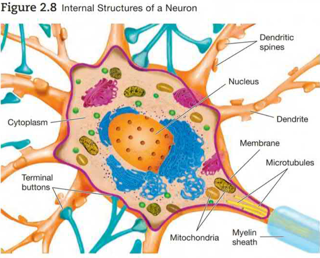 semi liquid substance that fills space surrounded by membrane. Contains organelles ( small specialized structures / "little organs")