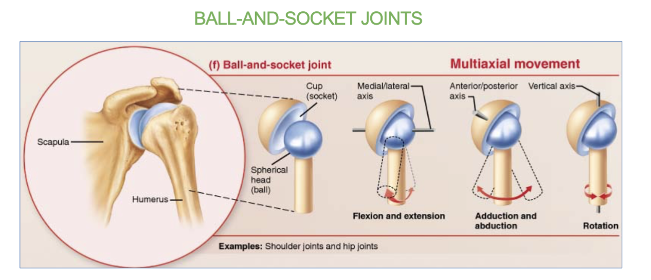<p><span> allow for <strong>multi-axial (360) movement</strong></span></p><p></p><p><strong>ex- </strong>only the <strong>hip and shoulder joints</strong></p>