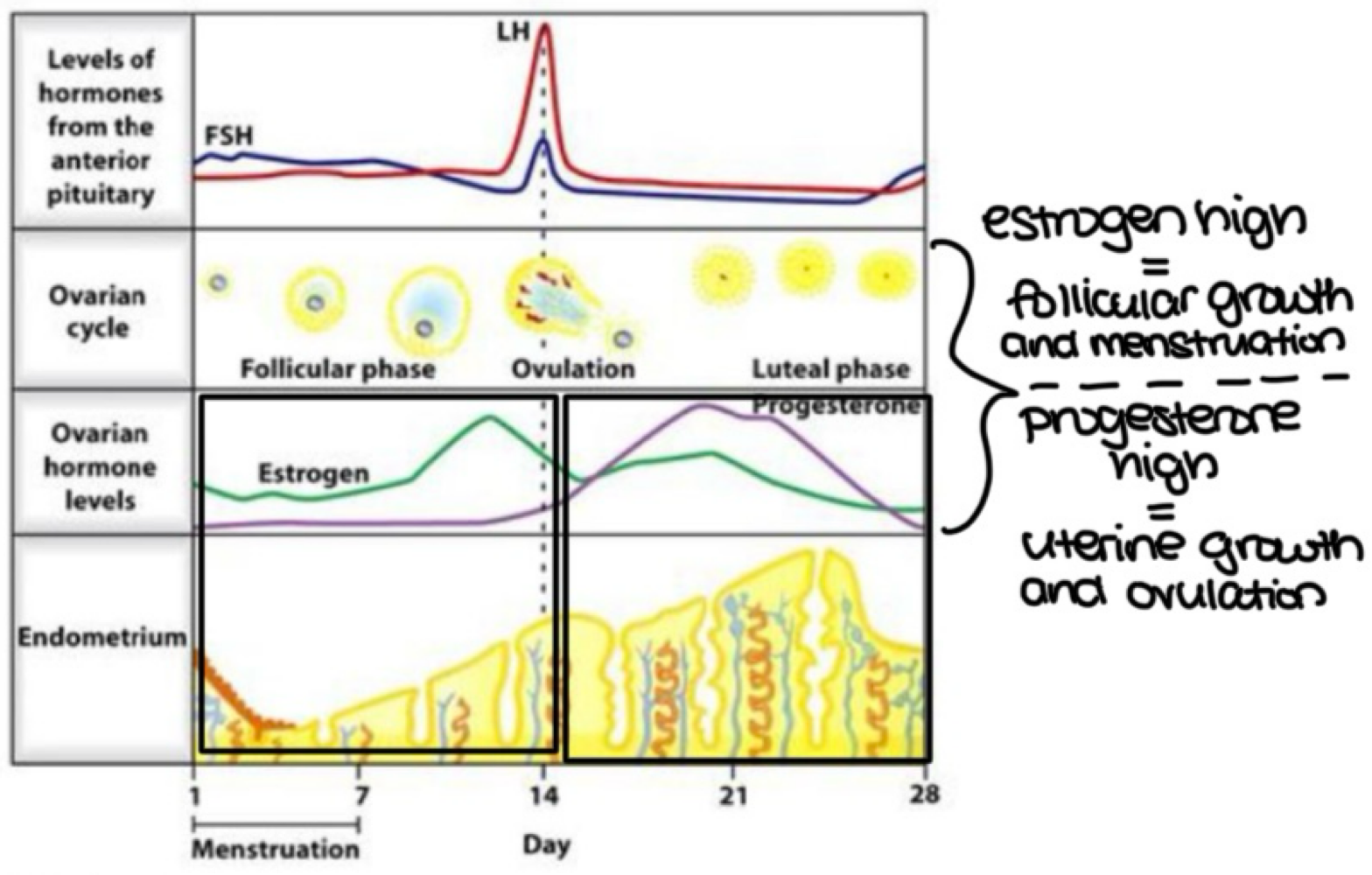 <p>early luteal </p>