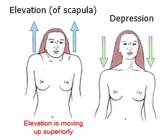 <p>Elevation is moving up superiorly</p>