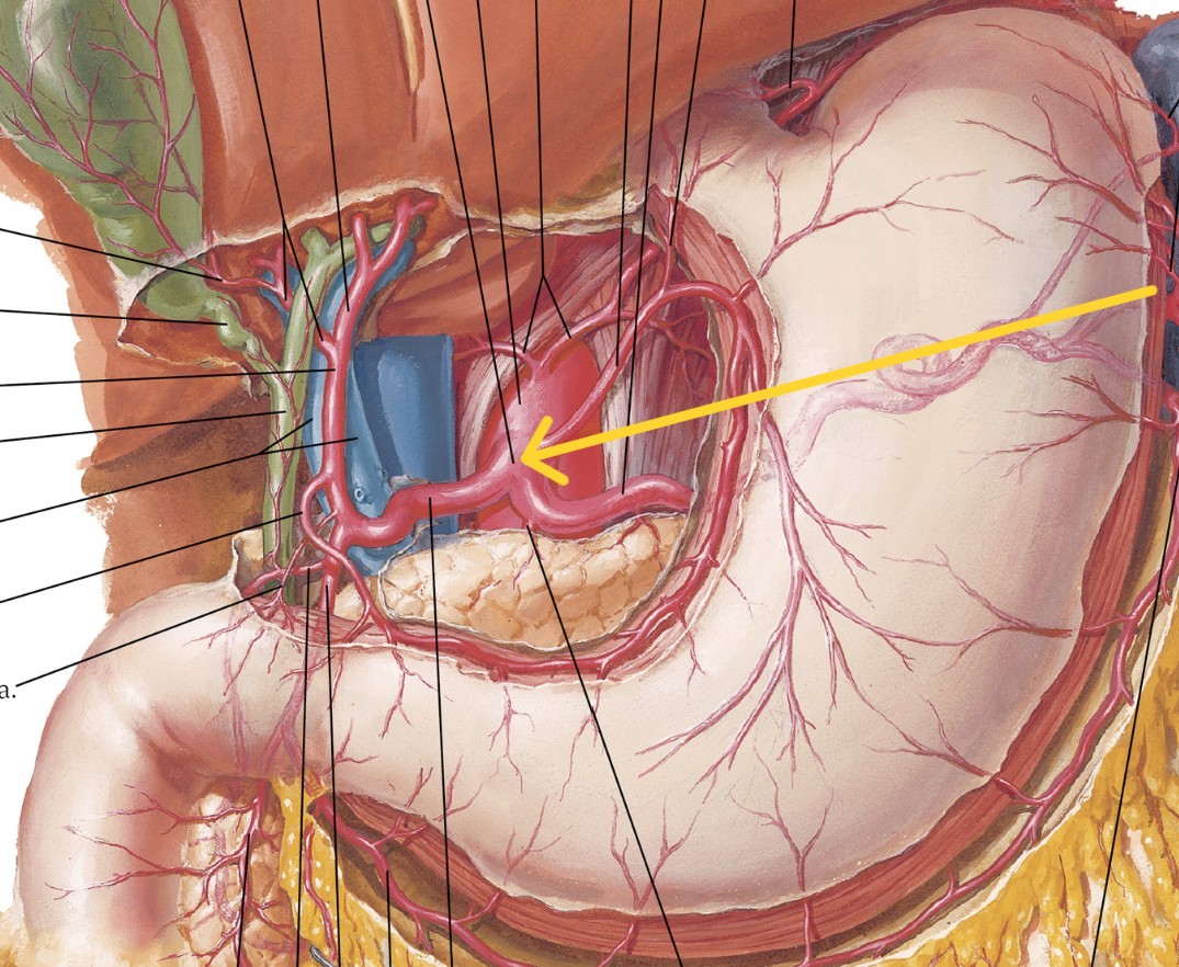 <p>Which arteries:</p><ul><li><p>On anterior surface of abdominal aorta</p></li><li><p>Split into left gastric, hepatic, and splenic artery</p></li></ul><p></p>