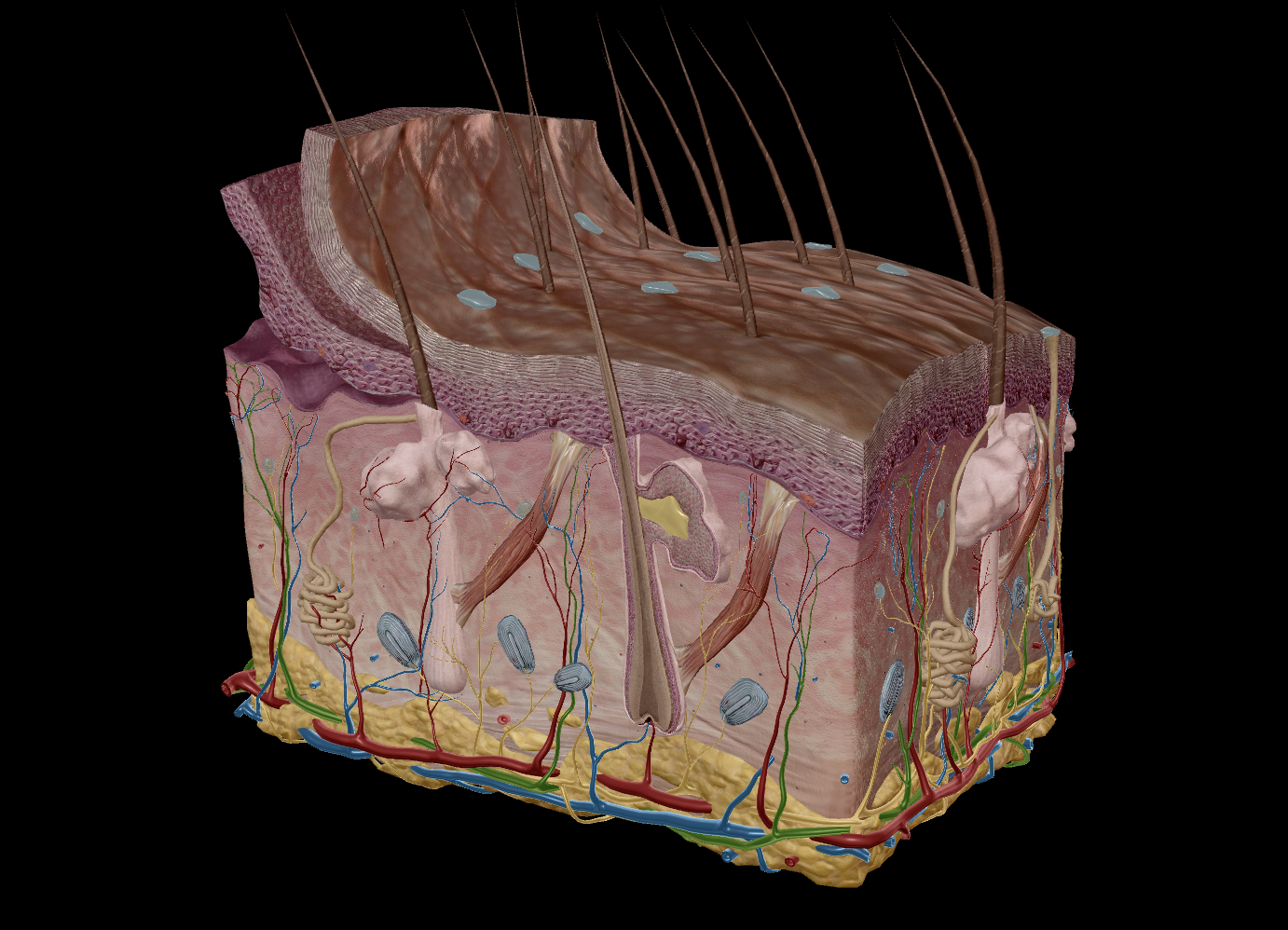 <p><strong><em><u>Two sections:</u></em></strong></p><p><strong>Epidermis</strong> - The outer layer that serves to <u>protect</u></p><ul><li><p>Epithelial tissue</p></li></ul><p><strong>Dermis</strong> - serves to provide nutrients</p><ul><li><p>Dense irregular connective tissue</p><ul><li><p>collagen &amp; elastin fibres</p></li><li><p>nourish the deeper layers of the epidermis</p></li></ul></li></ul><img src="https://knowt-user-attachments.s3.amazonaws.com/258c1dc6-6c59-4f19-aeac-27f9b7976504.png" data-width="25%" data-align="center" alt="Epidermis"><img src="https://knowt-user-attachments.s3.amazonaws.com/9667d072-e7d2-4e87-9f93-9d67c0285c9b.png" data-width="25%" data-align="center" alt="Dermis"><p></p>