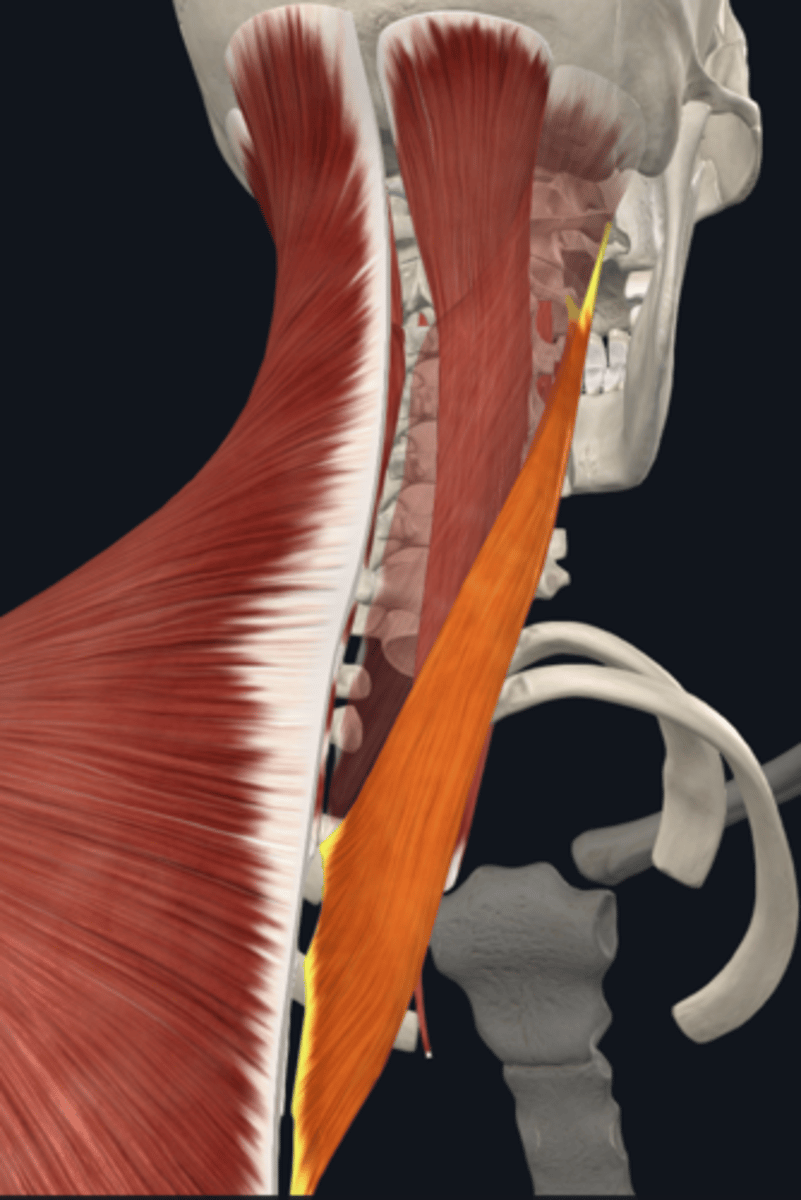 <p>What is the attachment and function of the splenius cervicis muscle of the posterior cervical muscles?</p>