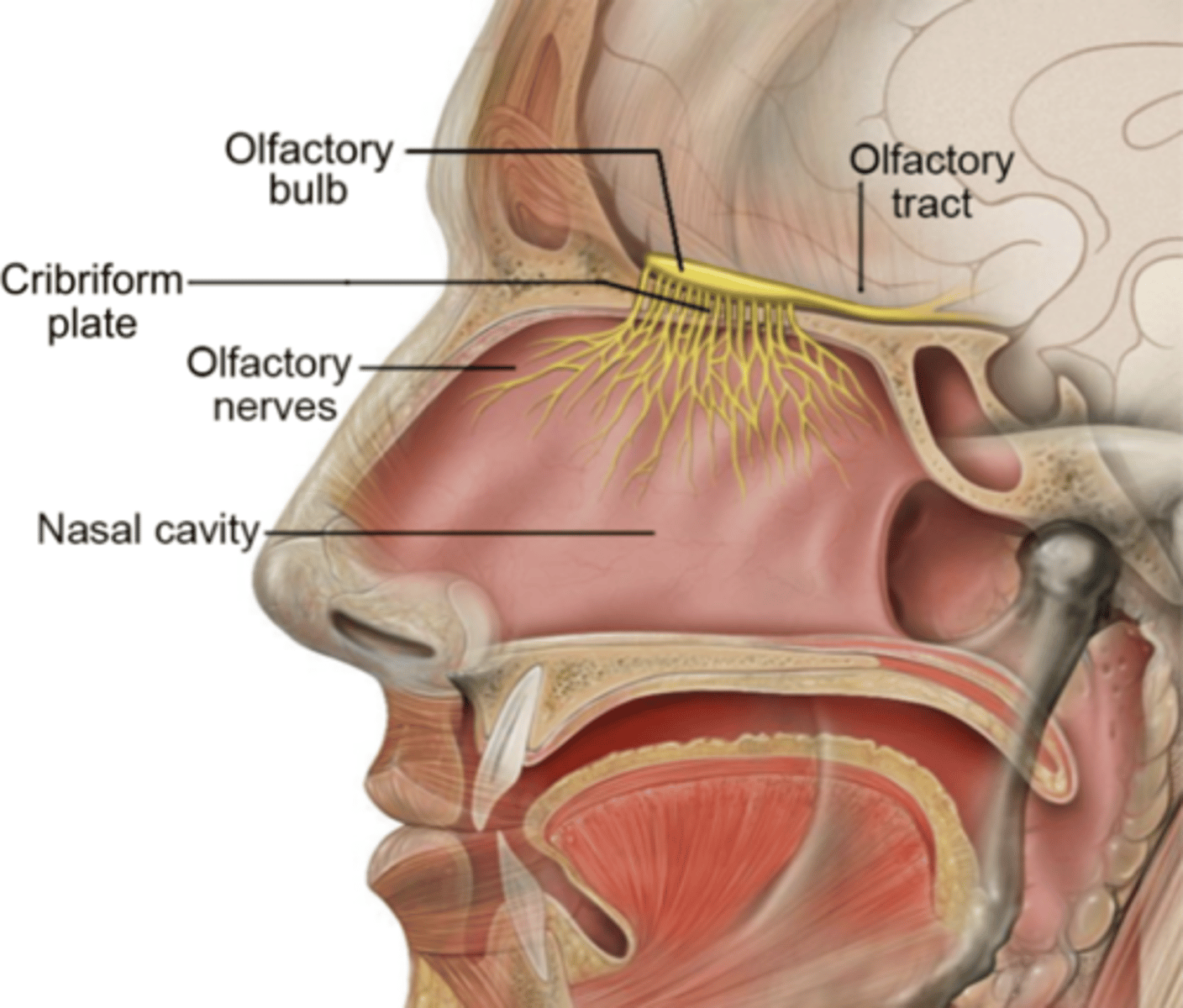 <p>first site of input for odor information from nose<br>- NOT a nerve</p>