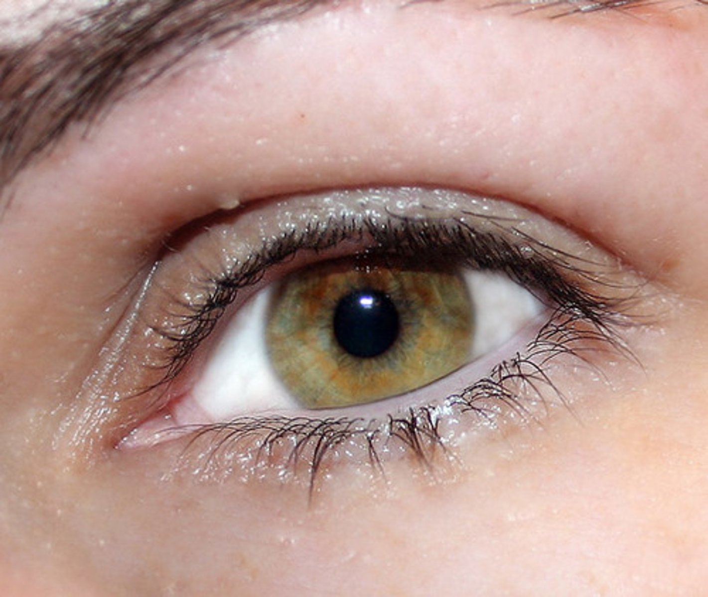 <p>DEFINITION</p><p>eye(s)</p>