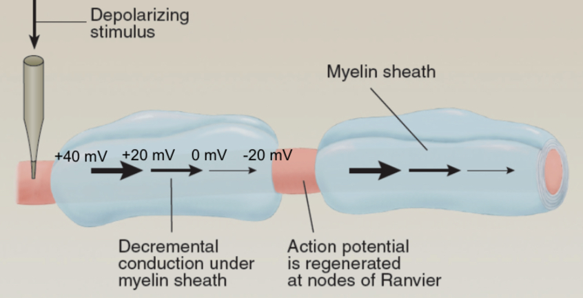 <ul><li><p>They are the exposed segments of an axon covered by myelin sheath</p></li><li><p>These are the only places where myelinated axons feel the charge differences between inside and out</p></li><li><p>They are perfectly space out sock the influx of positive current at one node is strong enough to reach the voltage gated channels at the next node</p></li></ul><p></p>