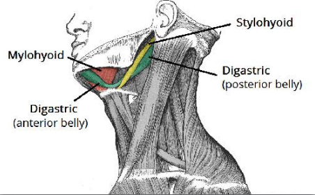 <p>mylohyoid m. and anterior belly of digastric m.</p>