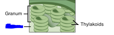 <p>Fluid filled space surrounding the grana within a chloroplast organelle. </p><p>Not to be confused with stomata which are found on the surface of leaves in plants and are used to let in CO2 and release O2.</p>