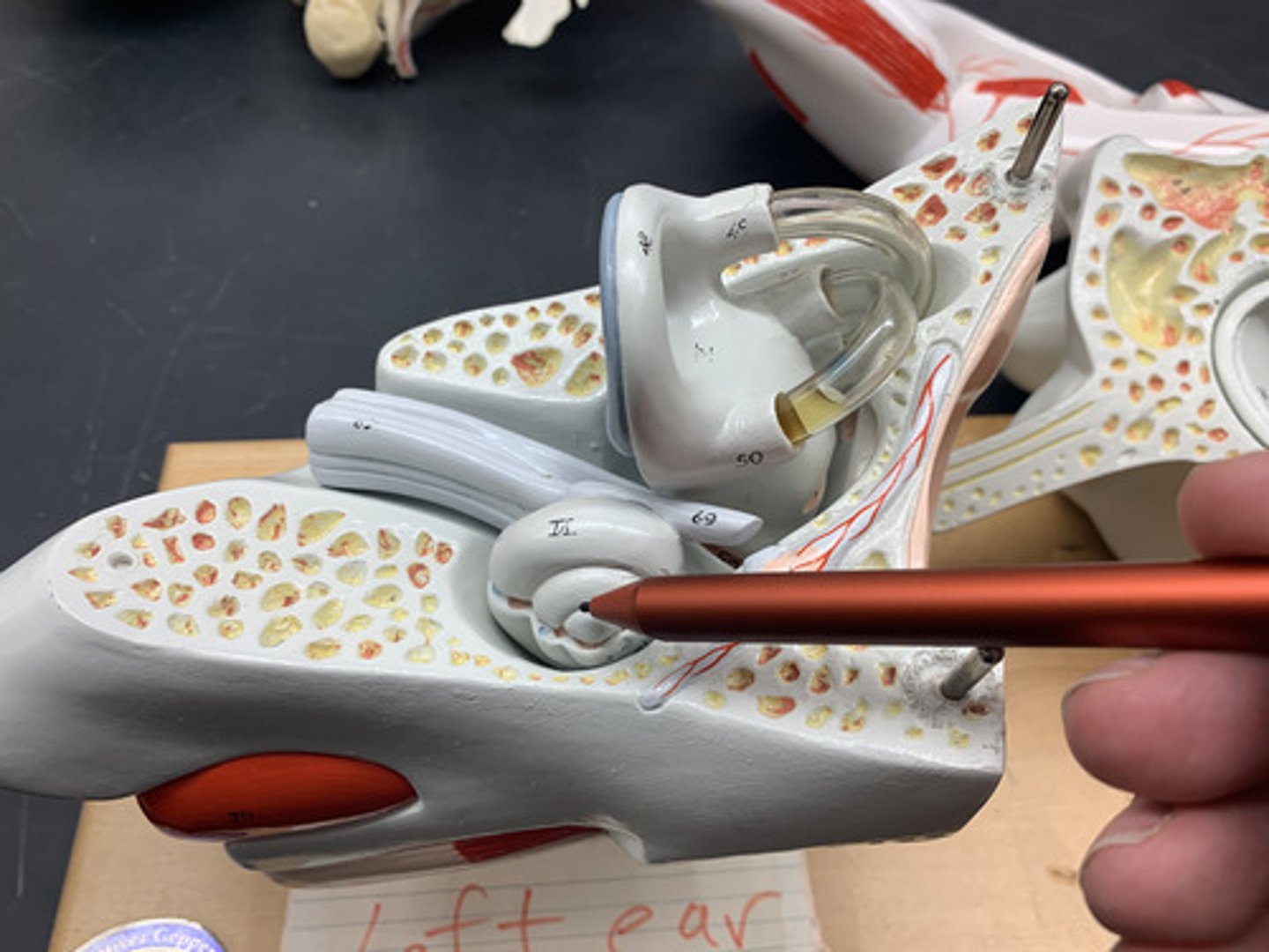 <p>a coiled, bony, fluid-filled tube in the inner ear; sound waves traveling through the cochlear fluid trigger nerve impulses</p>