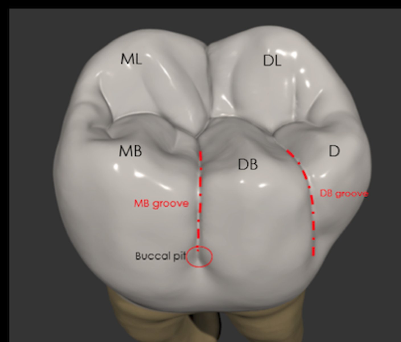 <p>-mesiobuccal</p><p>-distobuccal</p><p>-distal</p><p>-mesiolingual</p><p>-distolingual</p>
