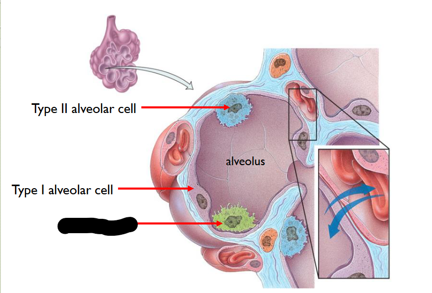 <p>What structure is this within the <strong>Alveolus </strong></p>