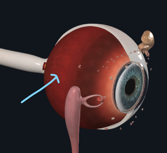 <p>What layer of the eye is this</p>