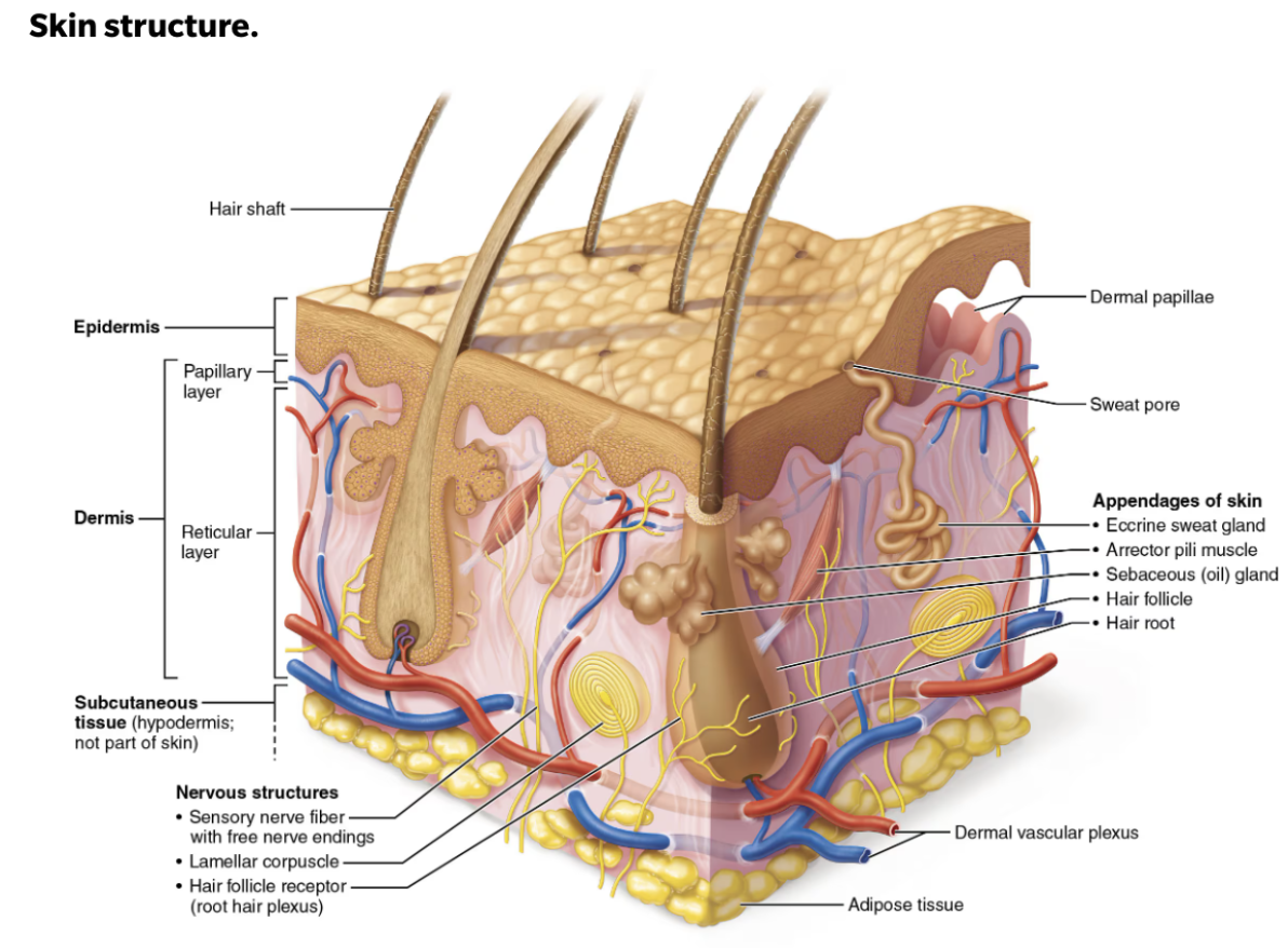<ol><li><p><code>Epidermis</code></p><ul><li><p>Epithelial cells, outermost layer</p></li></ul></li><li><p><code>Dermis</code></p><ul><li><p>Bulk of skin; tough and leathery layer, mostly dense connective tissue</p></li></ul></li></ol><p><strong><em>Resting on </em></strong><code>Subcutaneous tissue</code></p><p></p>