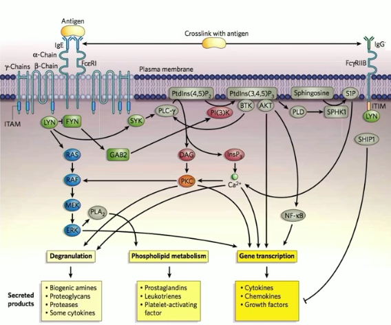 <ul><li><p>a low affinity receptor fo IgG</p></li><li><p>expressed on mast cells</p></li><li><p>crosslinking of antigen between IgE and IgG (via FcεR1 and FCɣRIIB) has inhibitory effect on FcεR1 signaling events, mast cell activation, and product secretion</p></li></ul><p></p>