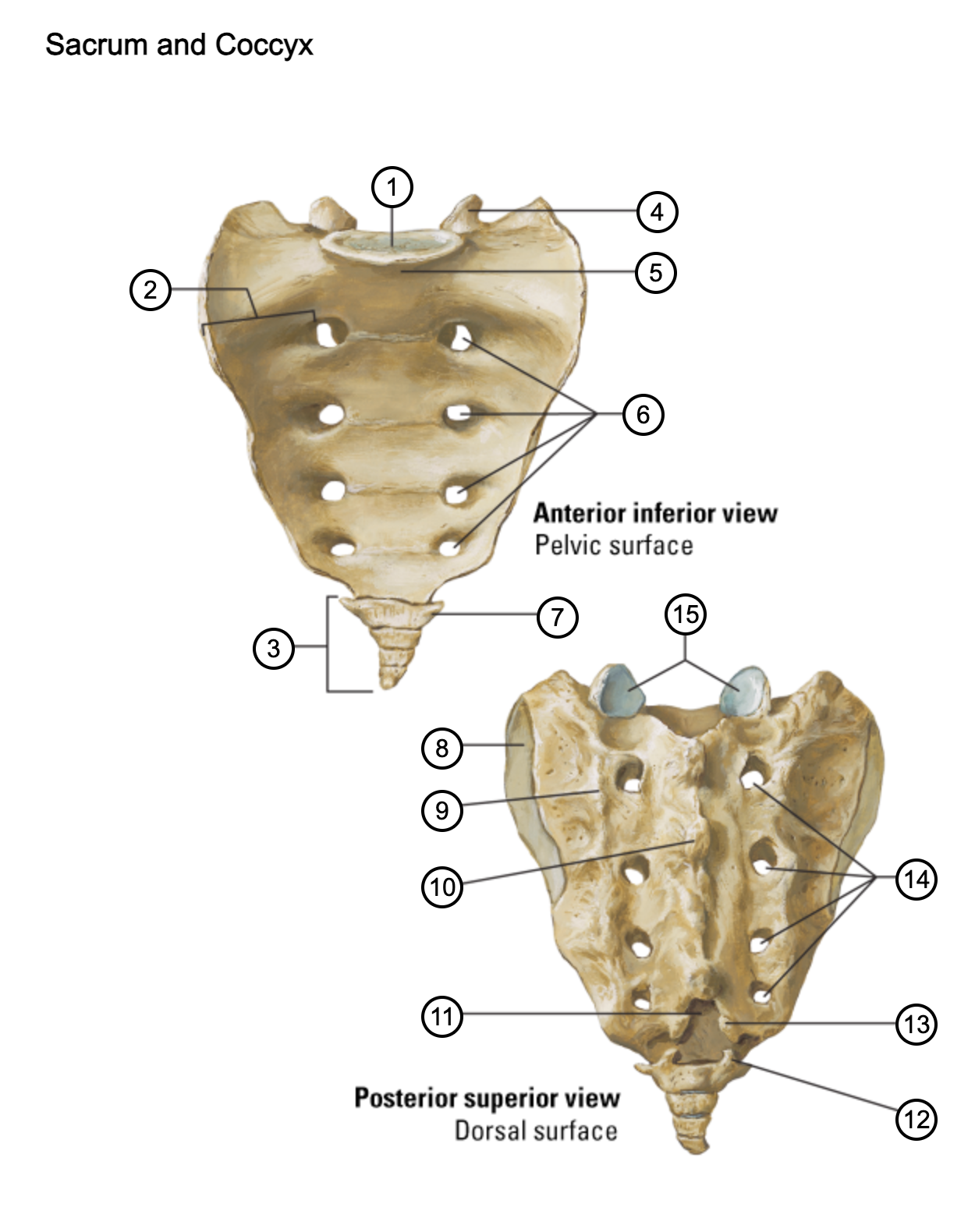 <p>14</p>