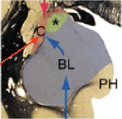 <p>interacts with hypothalamus; important for autonomic and emotional responses</p>