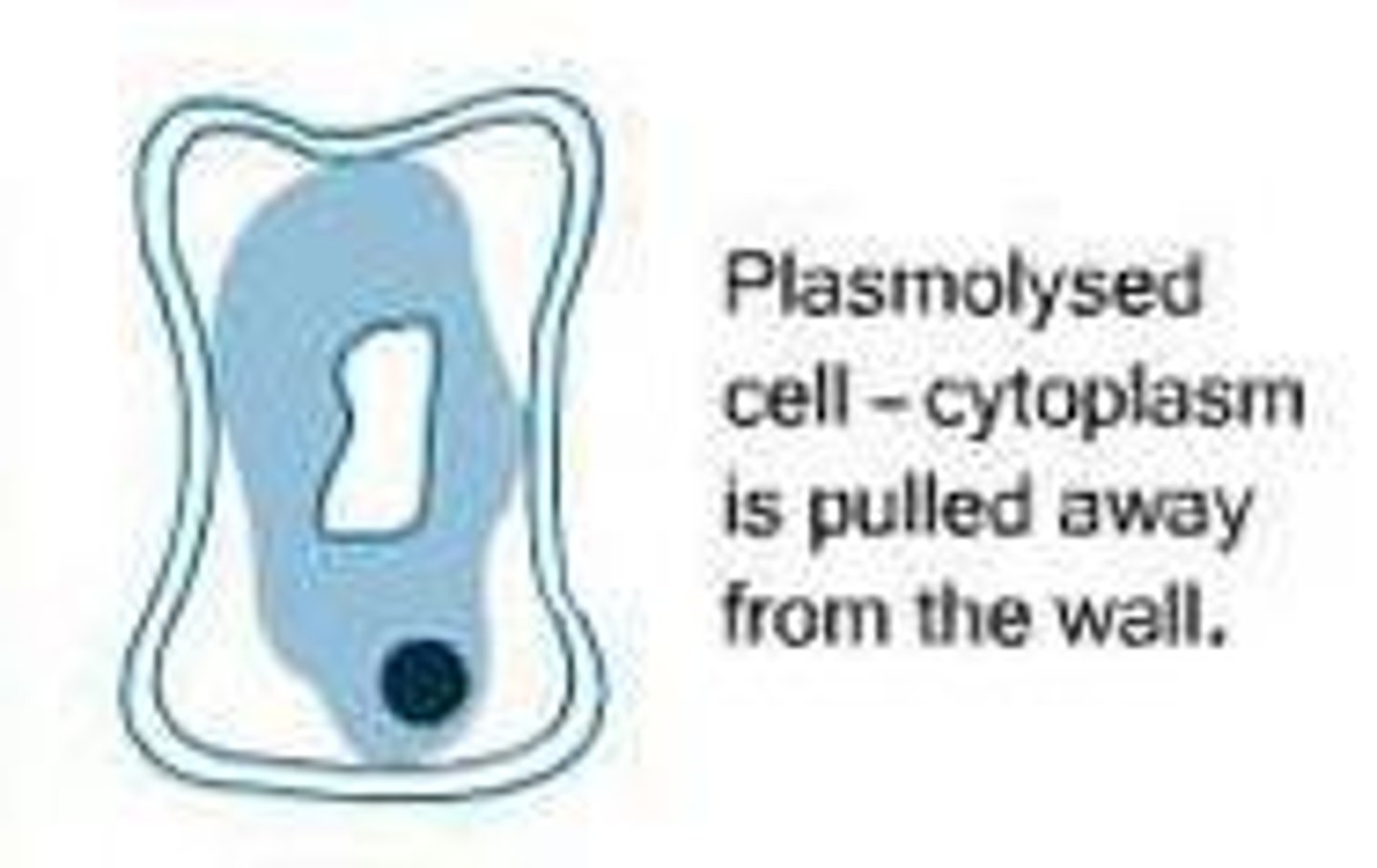 <p>plant cell where the contents have shrunk due to loss of water by osmosis and the plasma membrane has separated from the cell wall</p>