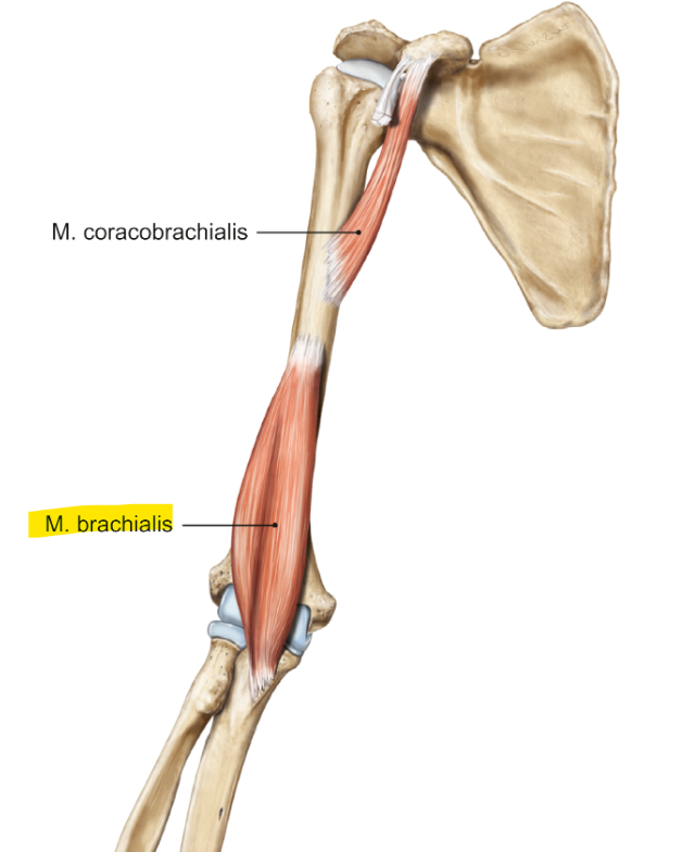 <p>m. brachialis</p><p>loopt van de humerus naar de ulna</p><p>functie = flexie in de elleboog</p>