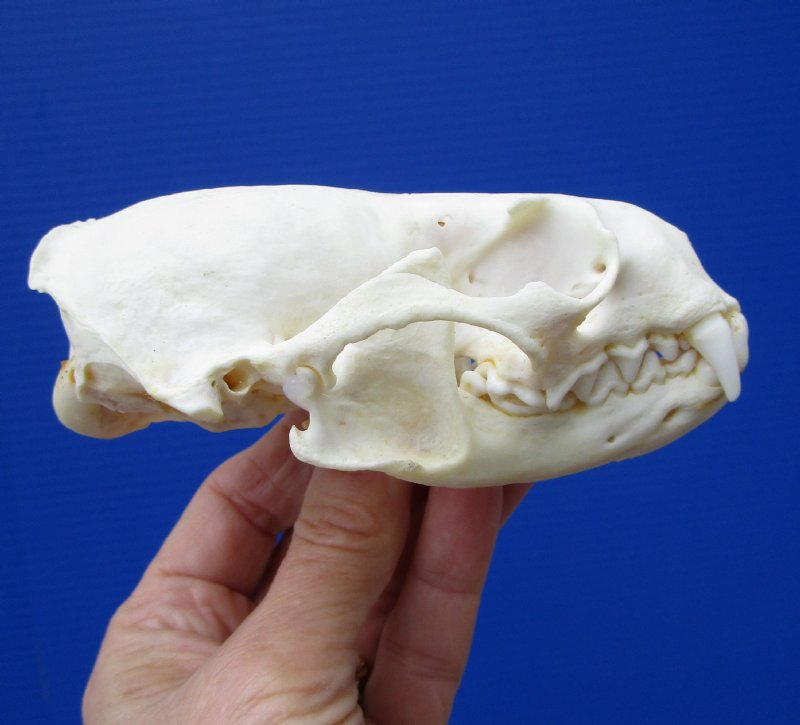 <p><span><u>Skull</u>: boxy, larger than mink</span></p>