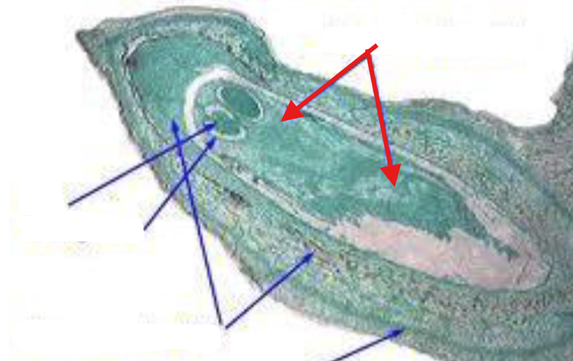 <p>What is being indicated on the Pinus Mature Ovule?</p>