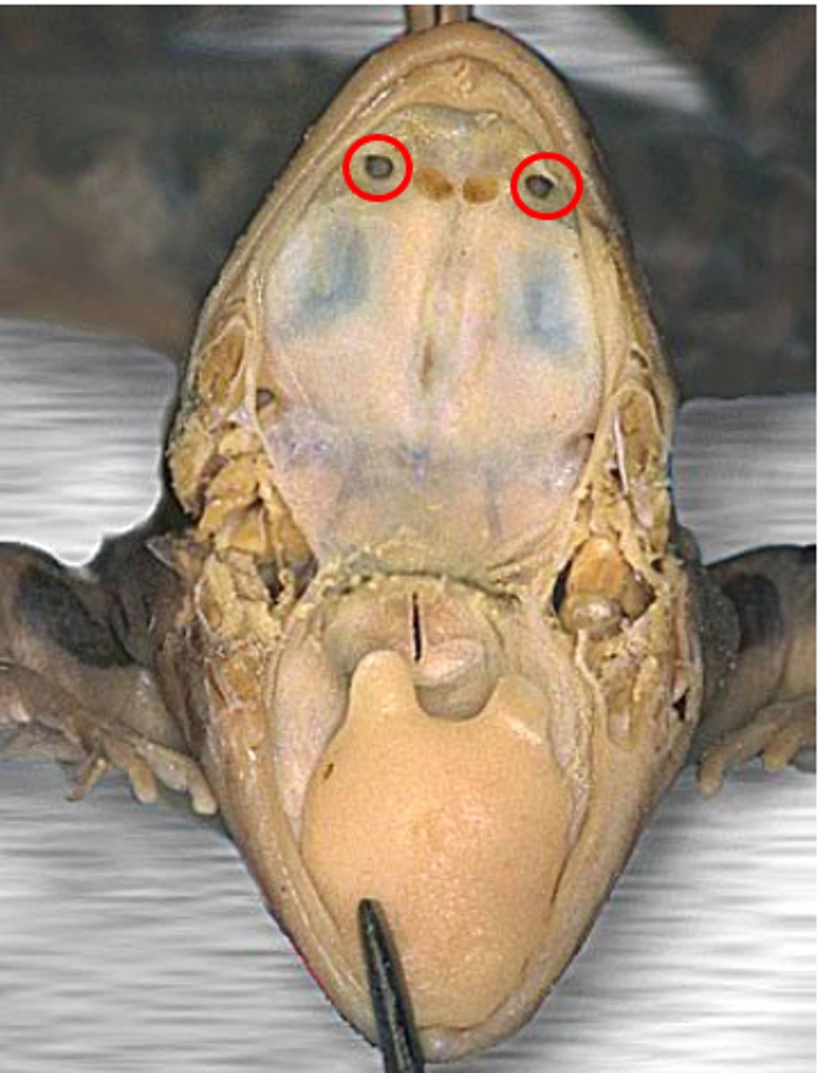 <p>Allow air from external nares into oral cavity — Paired openings on roof of mouth near maxillary teeth</p>