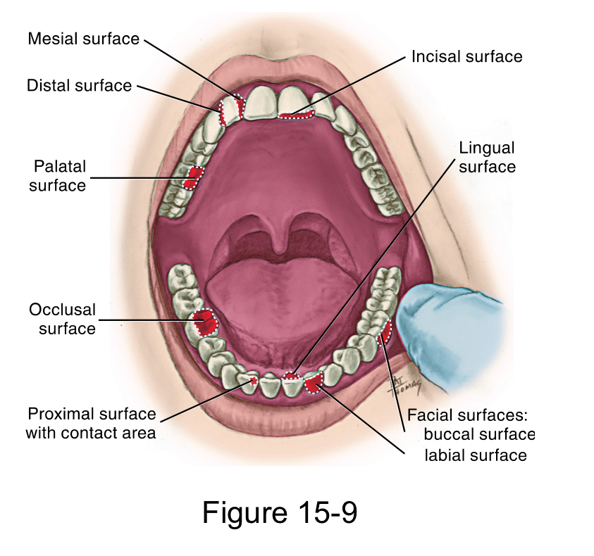 <p>incisal surface for anterior teeth</p><p style="text-align: left">occlusal surface for posterior teeth</p>