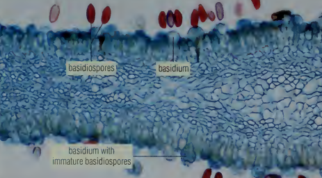 <p>organism / structure</p>