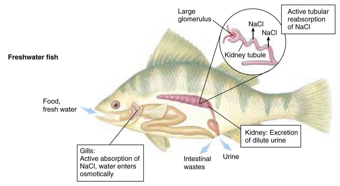 <p>kidneys - regulate volume, water + ion balance. Produce large amounts of hyposmotic urine to prevent loss of ions</p><p>gills - active uptake of ions</p><p>gut - active uptake of ions from food</p>