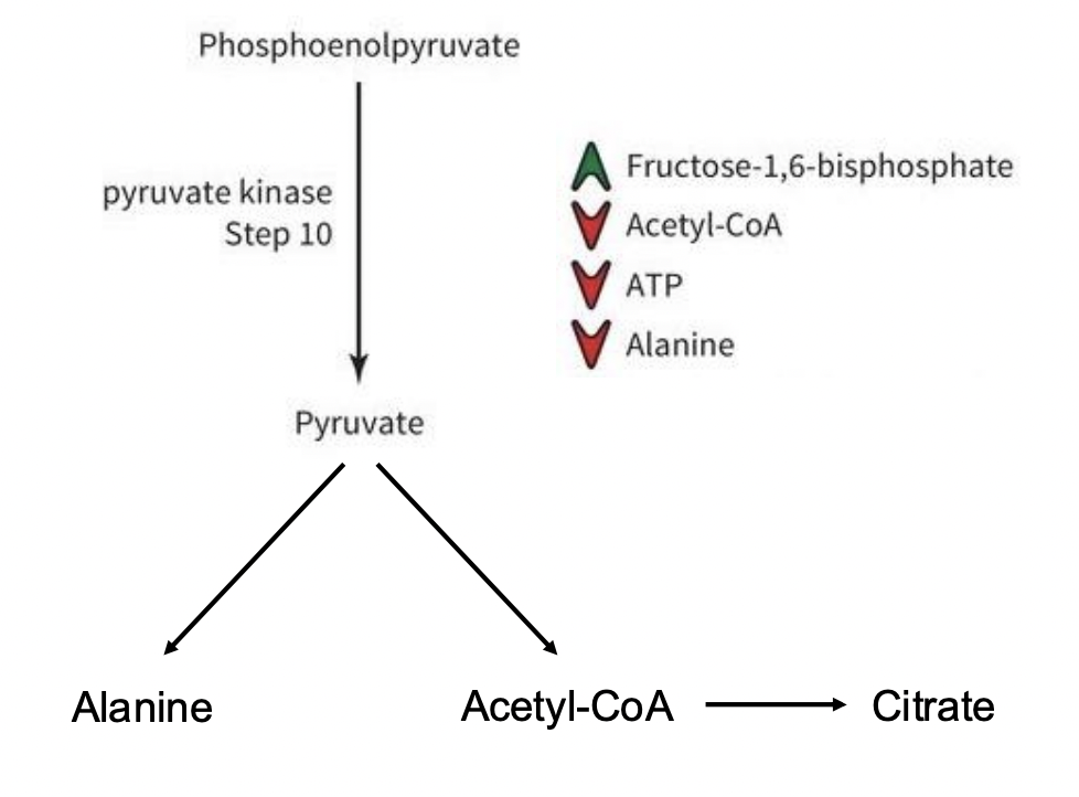 <p>• F-1,6-BP ; There are more reagents ready to go, Feed forward! </p><p>• ATP = high energy state </p><p>• We don’t need to keep going- shut down energy production! </p><p>• Acetyl-CoA and alanine are downstream products, if they are building up we don’t want to make more</p>