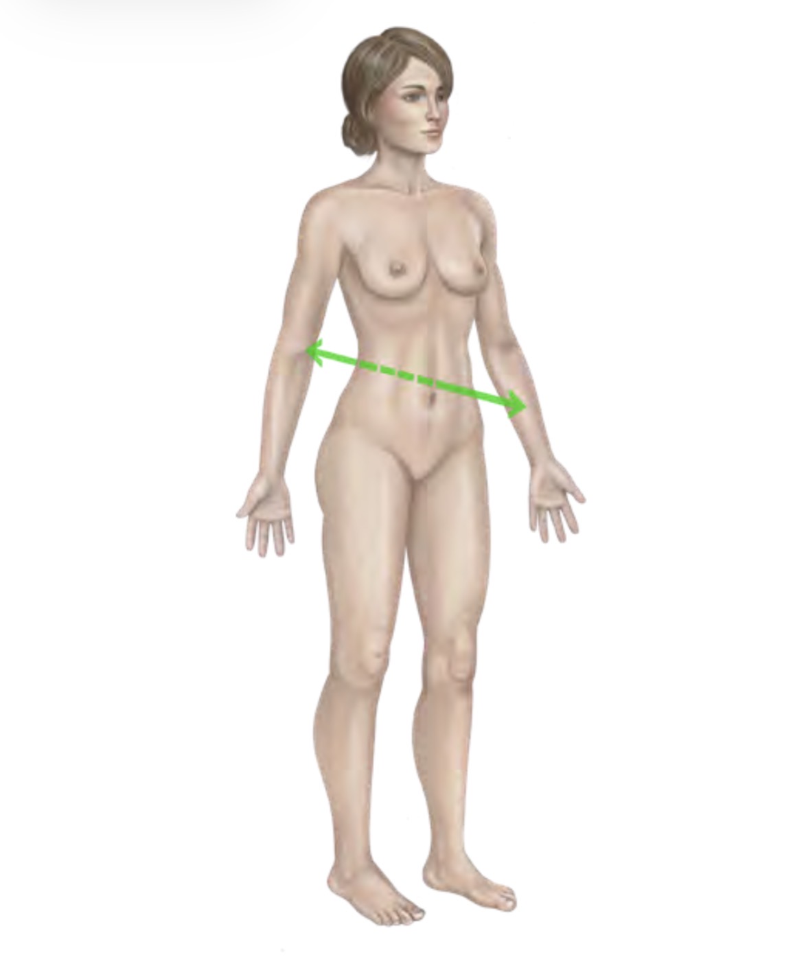 <p>Sagittal Axis</p>